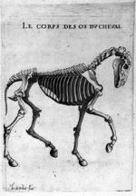 Le corps des os du cheval - Hippostologie, c'est à dire discours des os du cheval