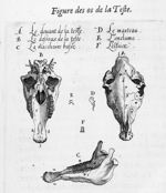 Figure des os de la teste - Hippostologie, c'est à dire discours des os du cheval