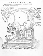 [Les différents os du crâne, profil arrière gauche] - Anatomia