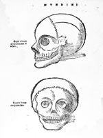 [Crâne de profil et de face] - Anatomia