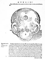 [Anatomie du crâne] - Anatomia