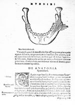 Mandibula inferiorest - Anatomia capitis humani