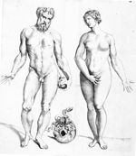 [Anatomie de l'homme et de la femme, représentés en Adam et Eve] - Anatomes totius aere insculpta de [...]