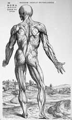 Nona musculorum tabula - De humani corporis fabrica libri septem