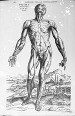 Prima musculorum tabula - De humani corporis fabrica libri septem
