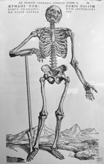 Humani corporis ossium simul compactorum anteriori ex facie expressio - De humani corporis fabrica l [...]