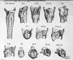 [Les muscles du larynx] - De humani corporis fabrica libri septem