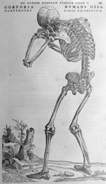 Corporis humani ossa posteriori facie proposita - De humani corporis fabrica libri septem