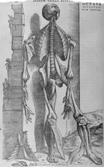 Octava musculorum tabula - De humani corporis fabrica libri septem
