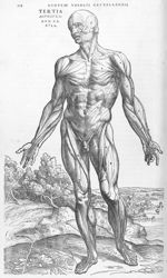 Tertia musculorum tabula - De humani corporis fabrica libri septem