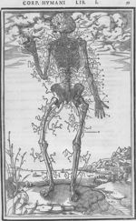 Représentation des nerfs du corps humain - De dissectione partium corporis humani libri tres
