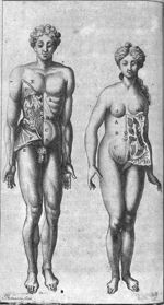 Homme et femme anatomiques mettant en évidence la circulation du sang - L'anatomie de l'homme suivan [...]