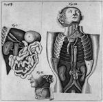 [Physiologie des viscères] - Anatomia