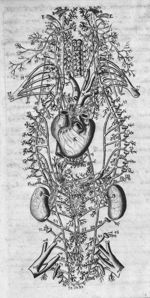 [Coeur et vaisseaux sanguins] - Traité d'anatomie du corps humain, contenant les découvertes des aut [...]
