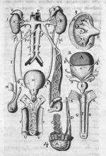 [Anatomie du système urinaire de l'homme. Lavis à l'encre de Chine] - Traité d'anatomie du corps hum [...]