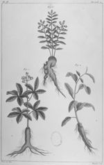 Herbier ou collection des plantes médicinales de la Chine