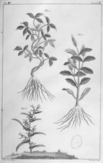 Herbier ou collection des plantes médicinales de la Chine