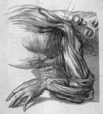 Distribution of the nerves on the outside of the fore-arm - A series of engravings explaining the co [...]
