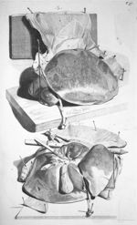 Hepar - Anatomia humani corporis