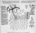 Iecur sanguificationis officina / Generationis organa - Tabulae anatomicae sex