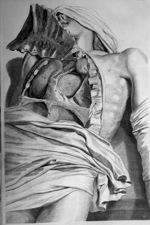 Sternum, pericardium, cor, pulmones, thymus - Anatomia humani corporis