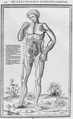 [L'appareil génital masculin] - La dissection des parties du corps humain