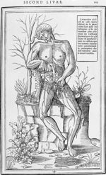 Le membre viril - La dissection des parties du corps humain