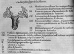 La douziesme figure de la matrice - Les oeuvres d'Ambroise Paré... divisées en vingt huit livres
