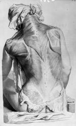 Musculi scapulae et dorsi, dorsi spinis - Anatomia humani corporis, centum et quinque tabulis
