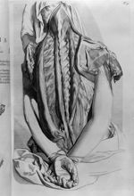 Dorsus et lumbus, musculus sacer et os sacer - Anatomia humani corporis, centum et quinque tabulis