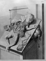 Foeminei generis Embryi, septem circiter mensium, abdominis et thoracis cavitates - Anatomia humani  [...]
