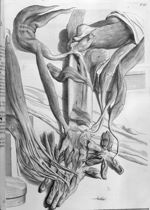 Musculi digitorum, pollicis et carpi - Anatomia humani corporis, centum et quinque tabulis