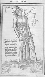 Le peritone - La dissection des parties du corps humain, en trois livres