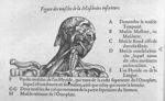 Figure des muscles de la maschoire inférieure - Les oeuvres d'Ambroise Paré... divisées en vingt hui [...]