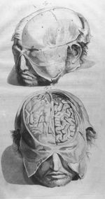 Fig. 1. The internal part of the hairy scalp / Fig. 2. The upper part of the brain - The anatomy of  [...]