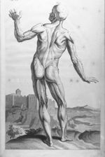 The external muscles and other parts as they appear on the back part of a humane body - The anatomy  [...]