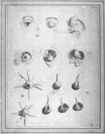 De haut en bas et de gauche à droite : Vue extérieure de l'oeil (4 figures) / Les muscles des yeux ( [...]