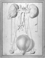 Les reins, les testicules, la vessie et les canaux spermatiques - Dessins originaux