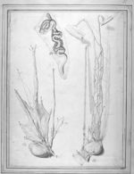 A gauche et à droite : Les testicules / Au centre : Fragment du vas deferens - Dessins originaux