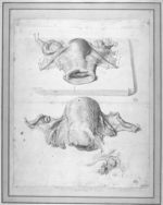 Au centre : l'utérus (2 figures) / En bas à droite : Le canal utérin gauche - Dessins originaux