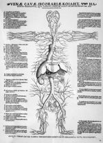 Venae cavae - Tabulae anatomicae sex
