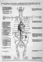 Arteria magna - Tabulae anatomicae sex
