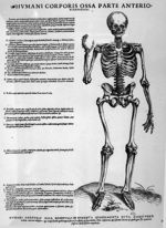 Humani corporis ossa - Tabulae anatomicae sex