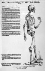 Lateralis skeleton - Tabulae anatomicae sex