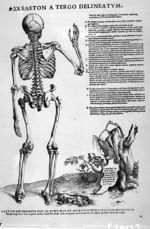 Skeleton a tergo delineatum - Tabulae anatomicae sex