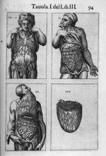Anatomia del corpo humano