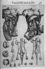 [L'appareil urogénital masculin] - Anatomia del corpo humano