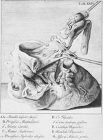 [Dissection d'une tête. Mise en valeur des différents organes et tissus] - Anatomia reformata or an  [...]