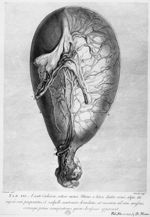 A sexto cadavere, octavo mense - Anatomia uteri humani gravidi tabulis illustrata