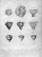 [Développement de l'oeuf dans l'utérus] - Anatomia uteri humani gravidi tabulis illustrata